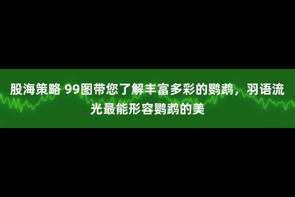 股海策略 99图带您了解丰富多彩的鹦鹉，羽语流光最能形容鹦鹉的美